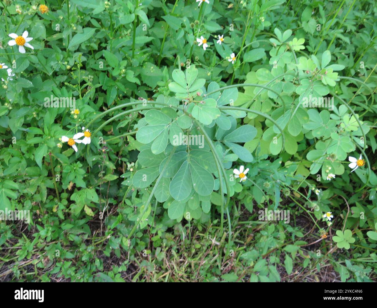 American Sicklepod (Senna obtusifolia) Stock Photo