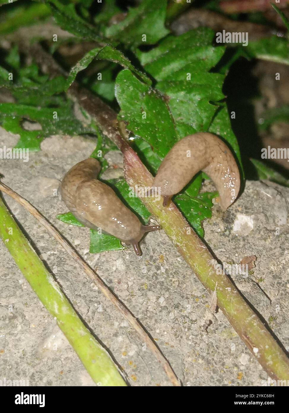 Deroceras (deroceras) reticulatum hi-res stock photography and images ...