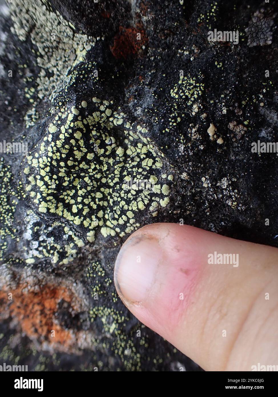 lemon map lichen (Rhizocarpon macrosporum Stock Photo - Alamy