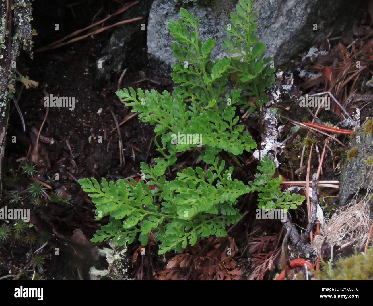 Cryptogramma hi-res stock photography and images - Alamy