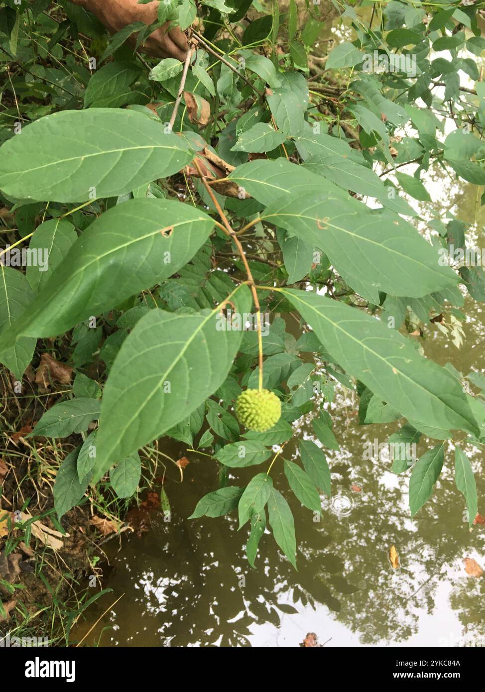 buttonbush (Cephalanthus occidentalis Stock Photo - Alamy