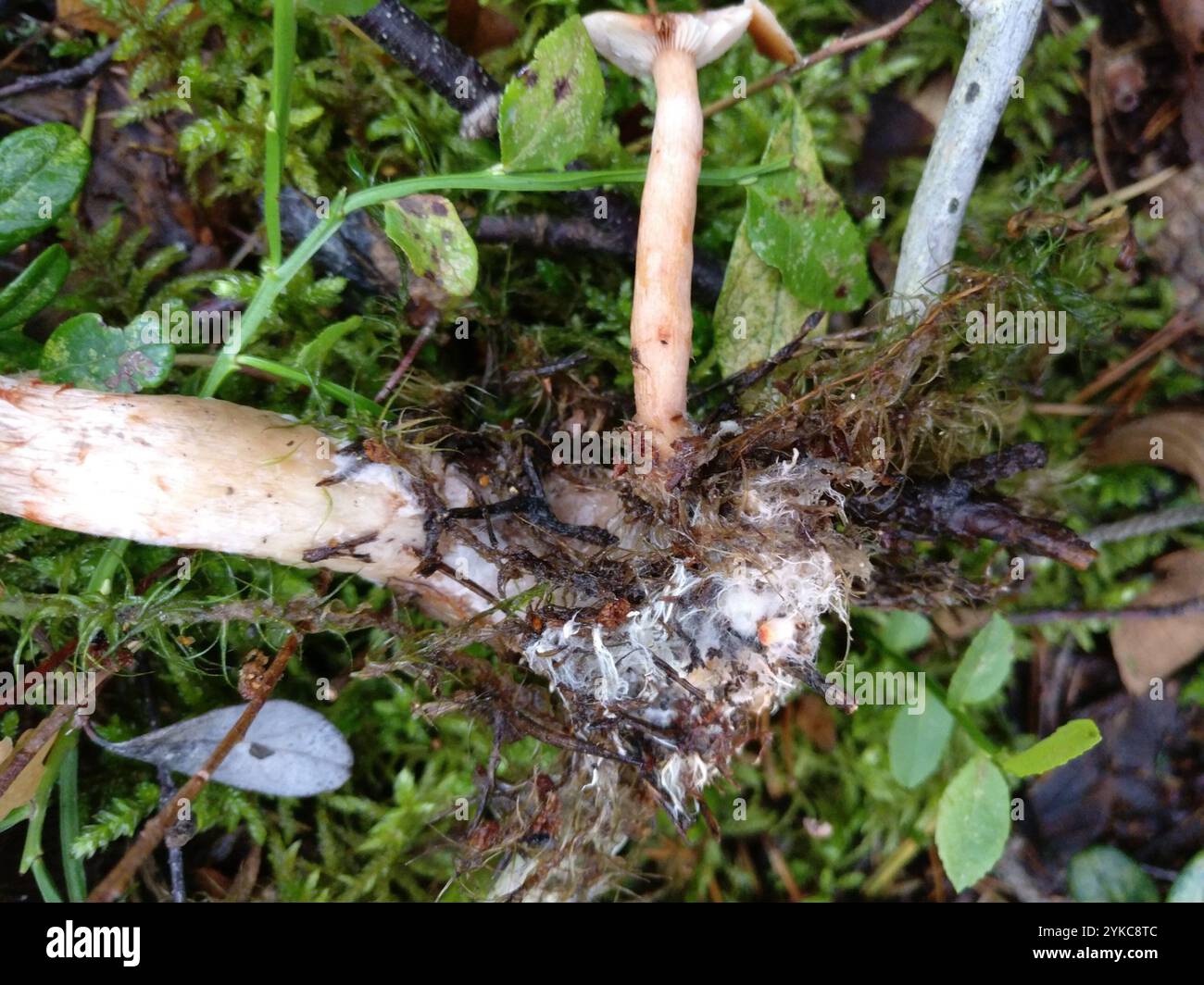 Red Banded Webcap Red banded webcap hi-res stock photography and images - Alamy