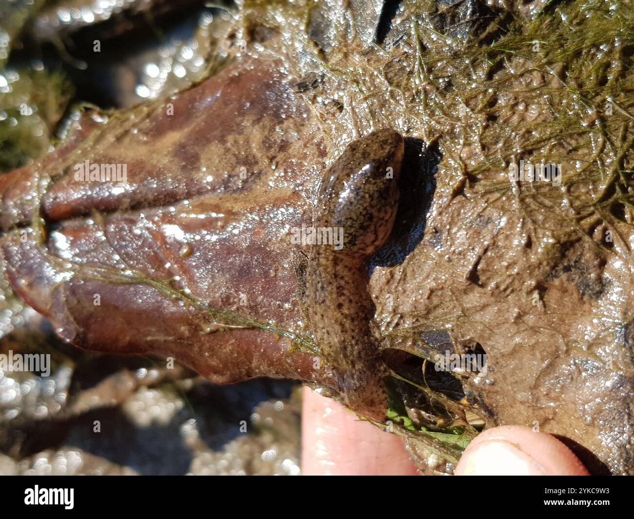 Frogs and Toads (Anura Stock Photo - Alamy