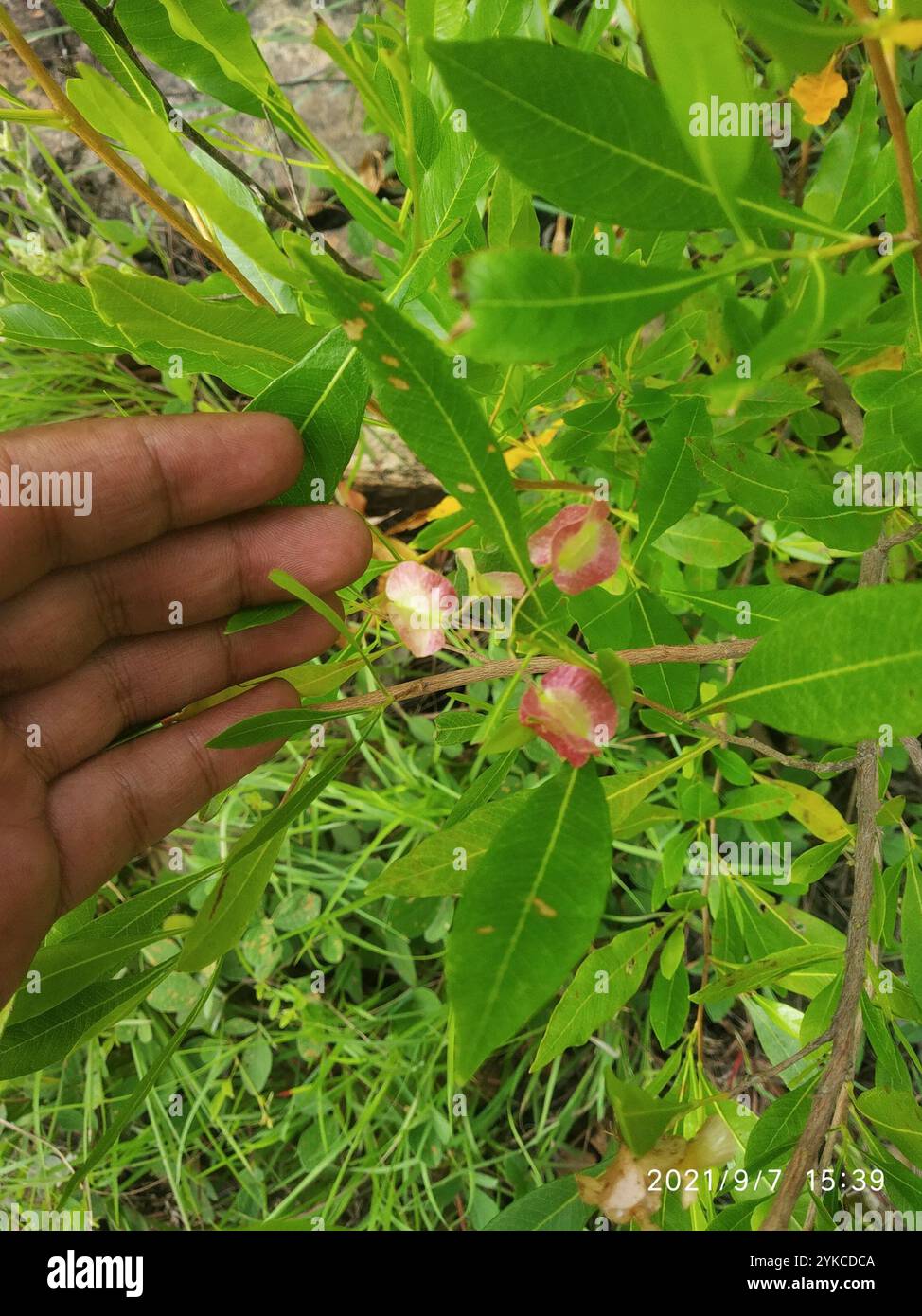 Akeake (Dodonaea viscosa Stock Photo - Alamy