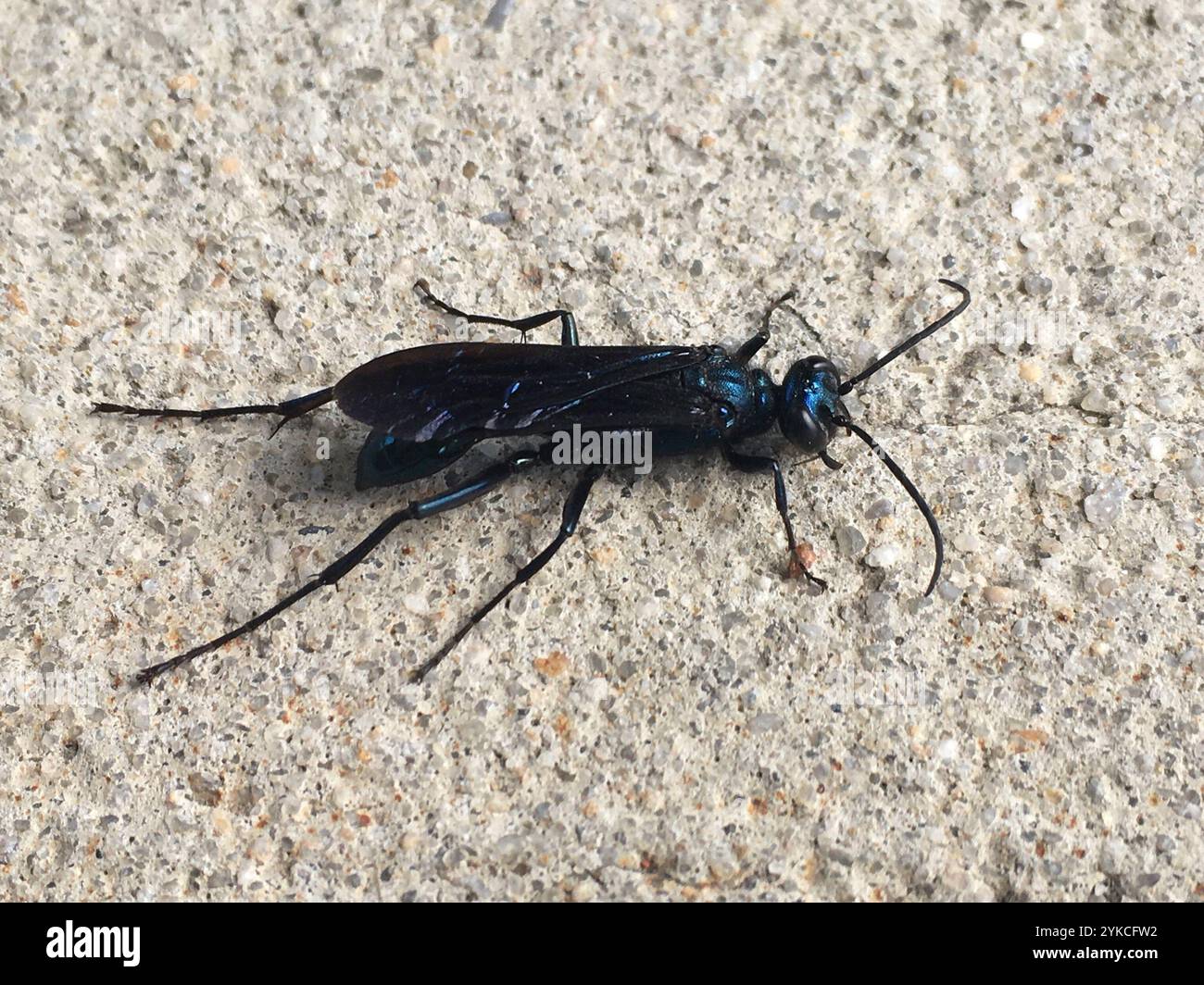 Blue mud dauber wasp hi-res stock photography and images - Alamy