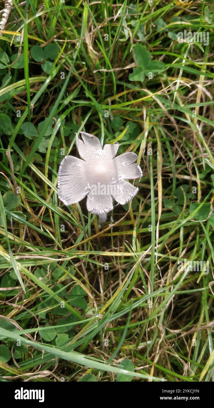Common Ink Cap (Coprinopsis atramentaria Stock Photo - Alamy