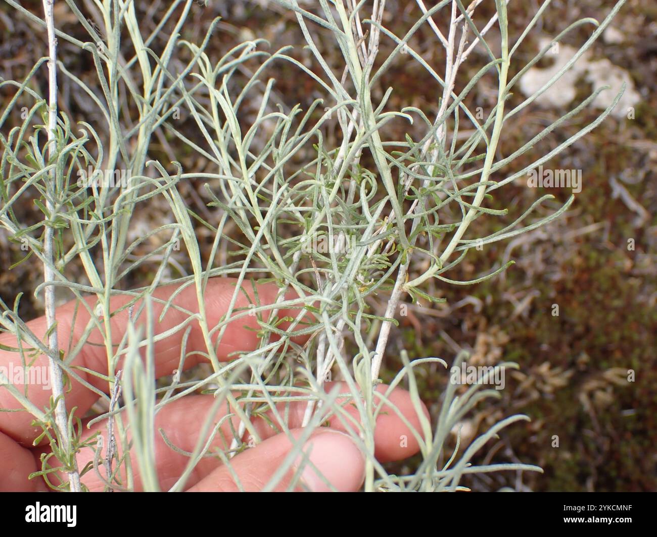 Rubber Rabbitbrush (Ericameria nauseosa Stock Photo - Alamy