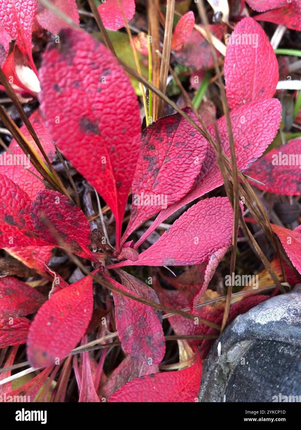 Arctous Ruber Arctous rubra hi-res stock photography and images - Alamy