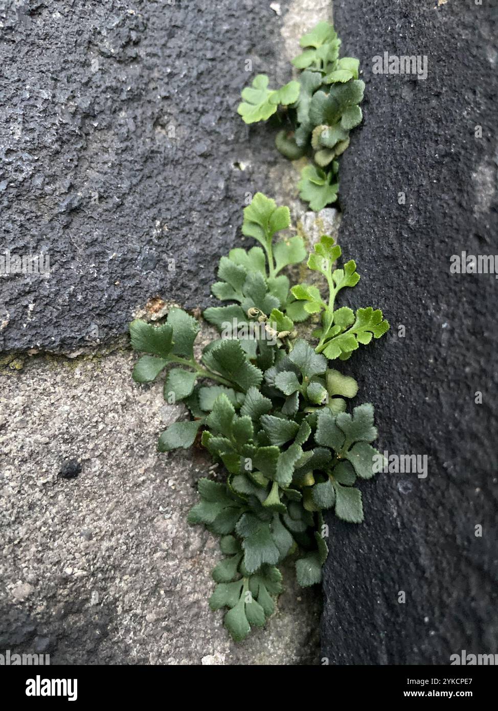 wall-rue (Asplenium ruta-muraria Stock Photo - Alamy