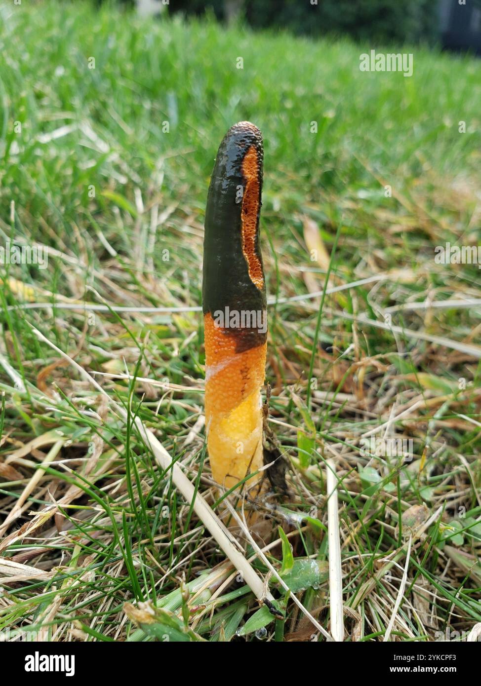 Mutinus elegans hi-res stock photography and images - Alamy