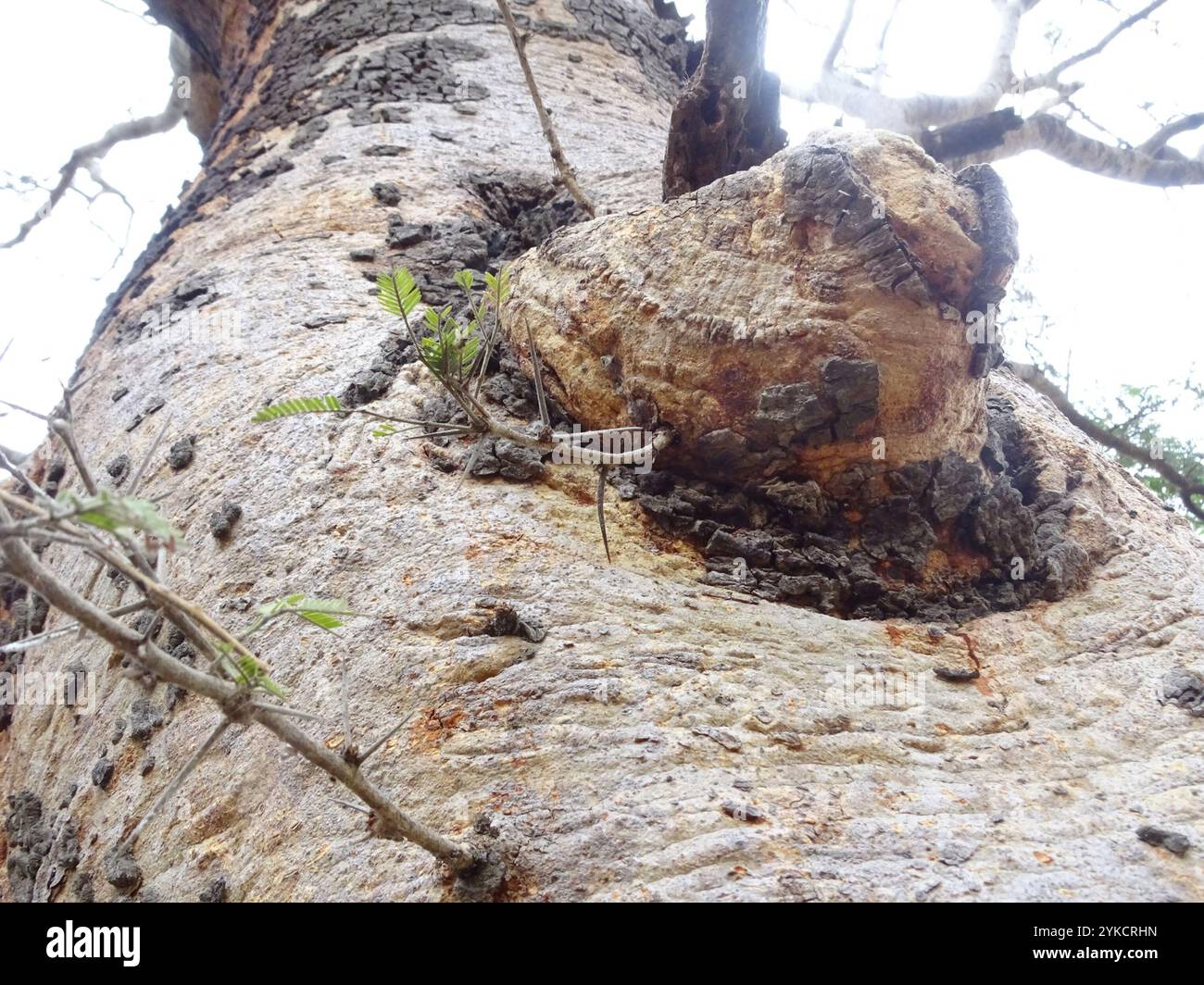 White bark acacia hi-res stock photography and images - Alamy
