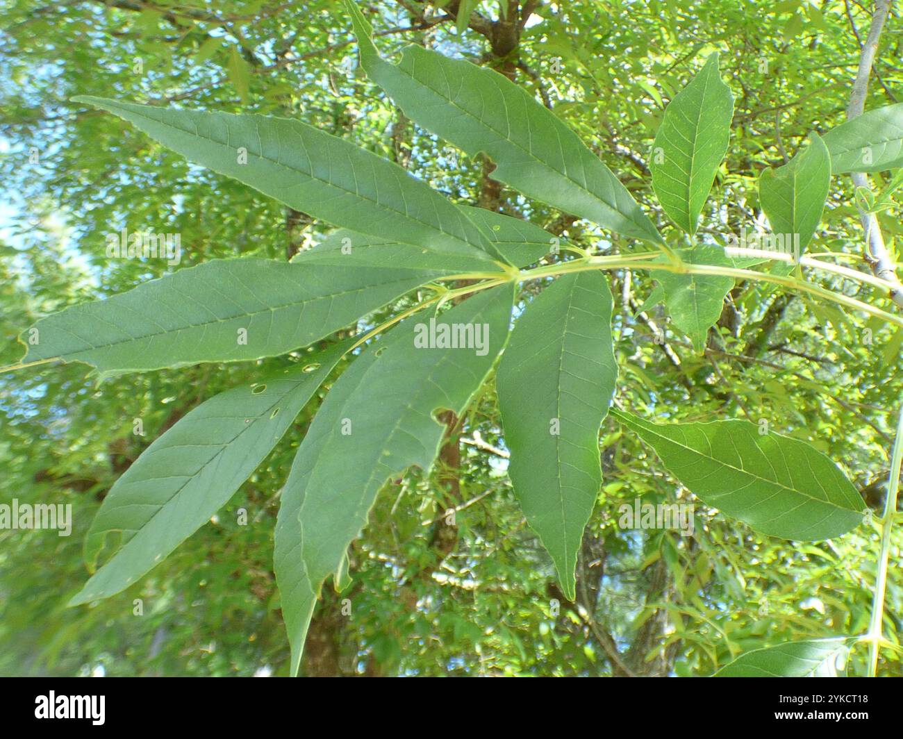 green ash (Fraxinus pennsylvanica Stock Photo - Alamy