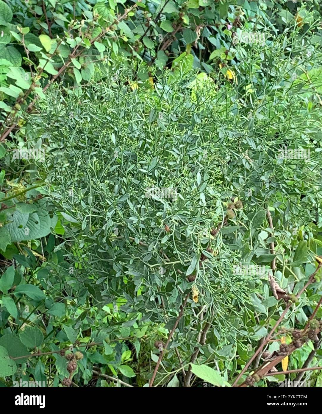 groundsel tree (Baccharis halimifolia Stock Photo - Alamy