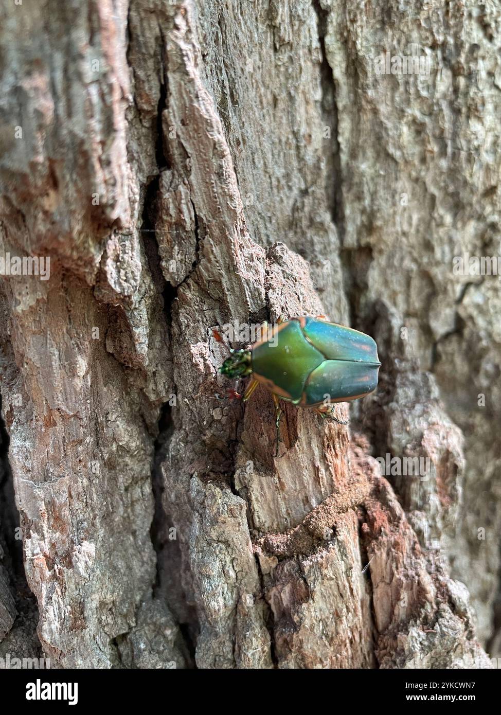 Common green june beetle cotinis nitida stock photo alamy