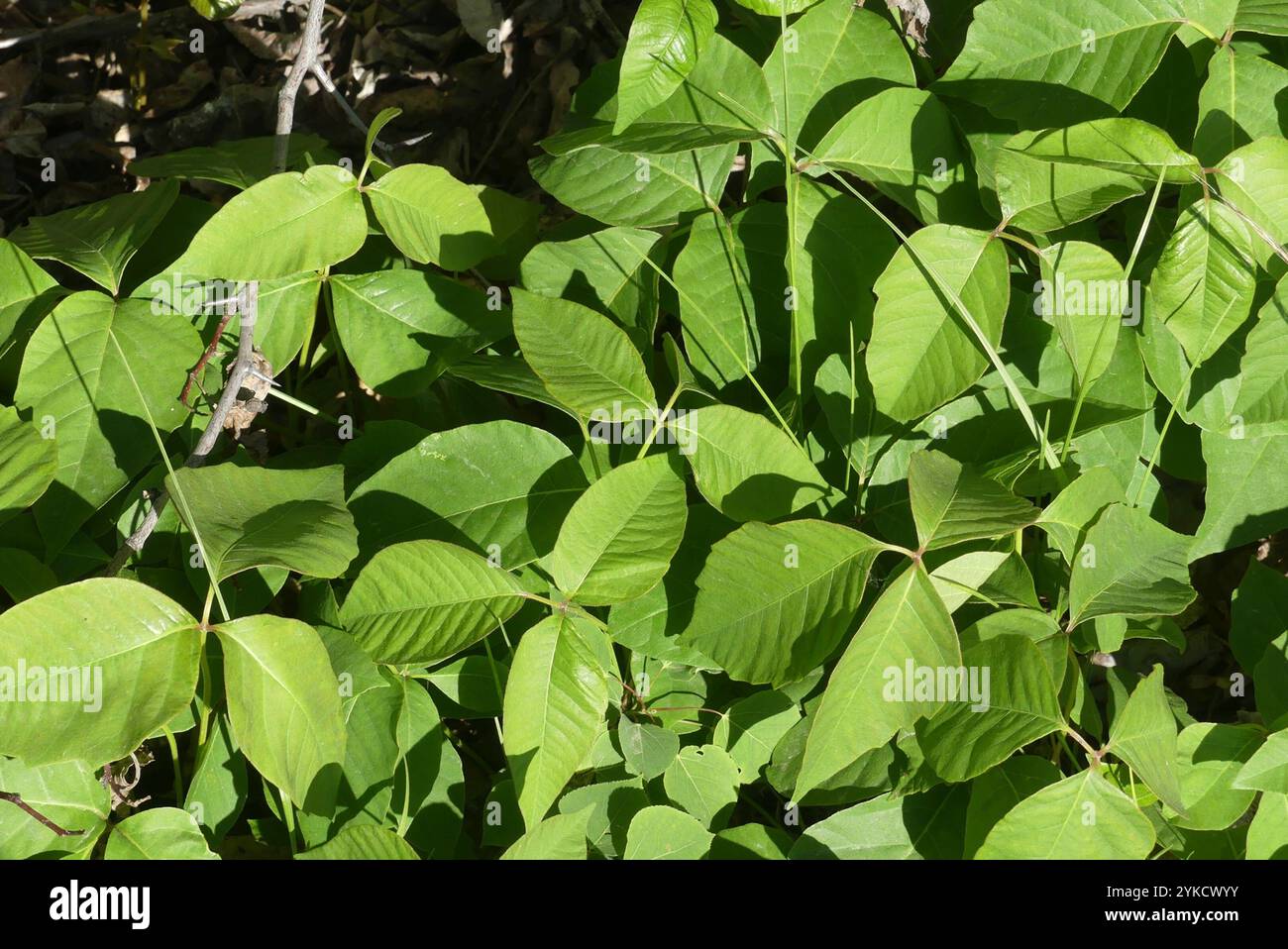 western poison ivy (Toxicodendron rydbergii Stock Photo - Alamy