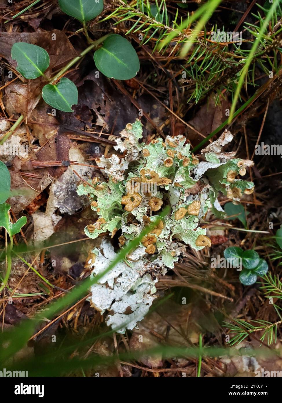 Crumpled rag lichen hi-res stock photography and images - Alamy