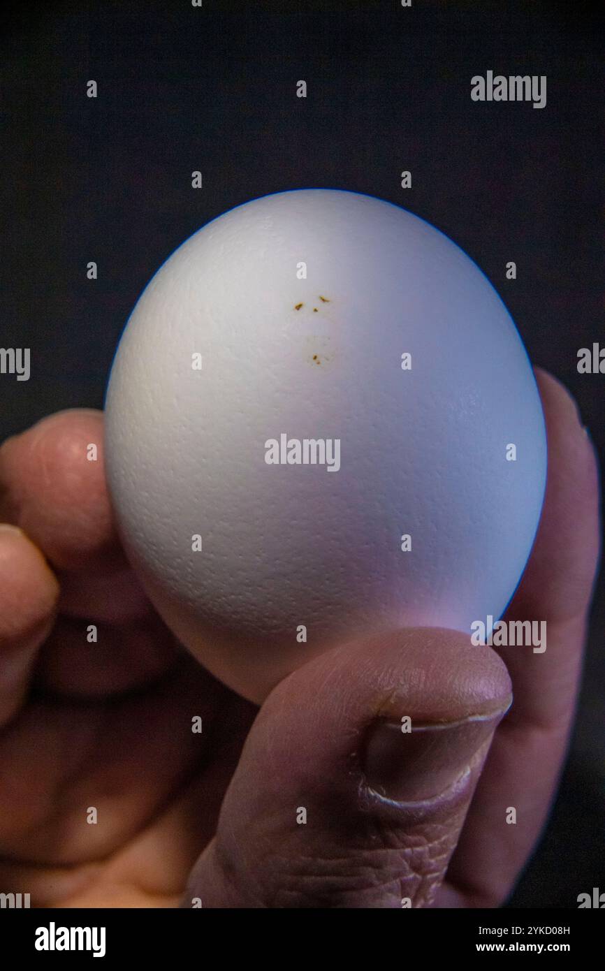 Shell defects hi-res stock photography and images - Alamy