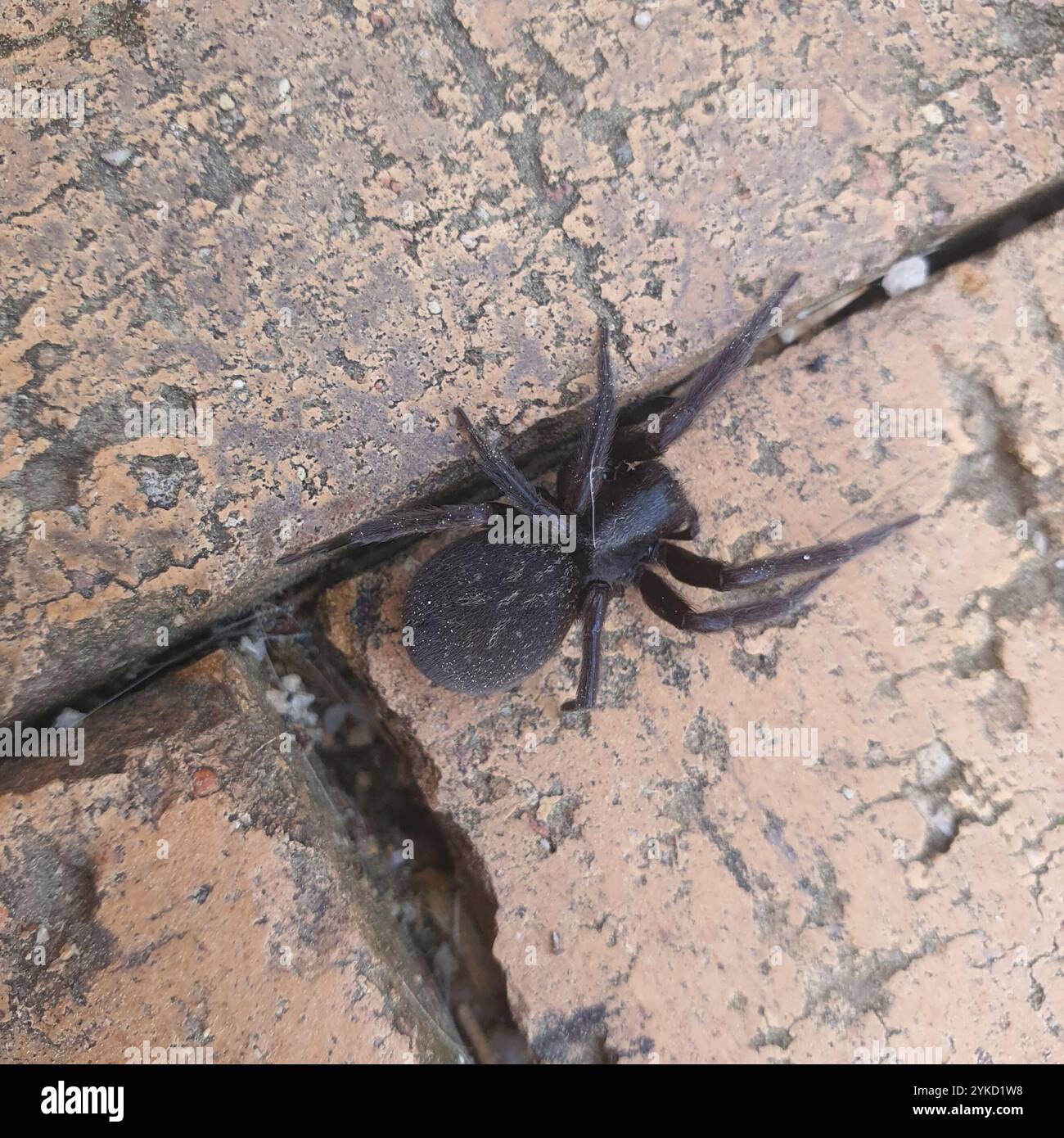 Badumna spider hi-res stock photography and images - Alamy