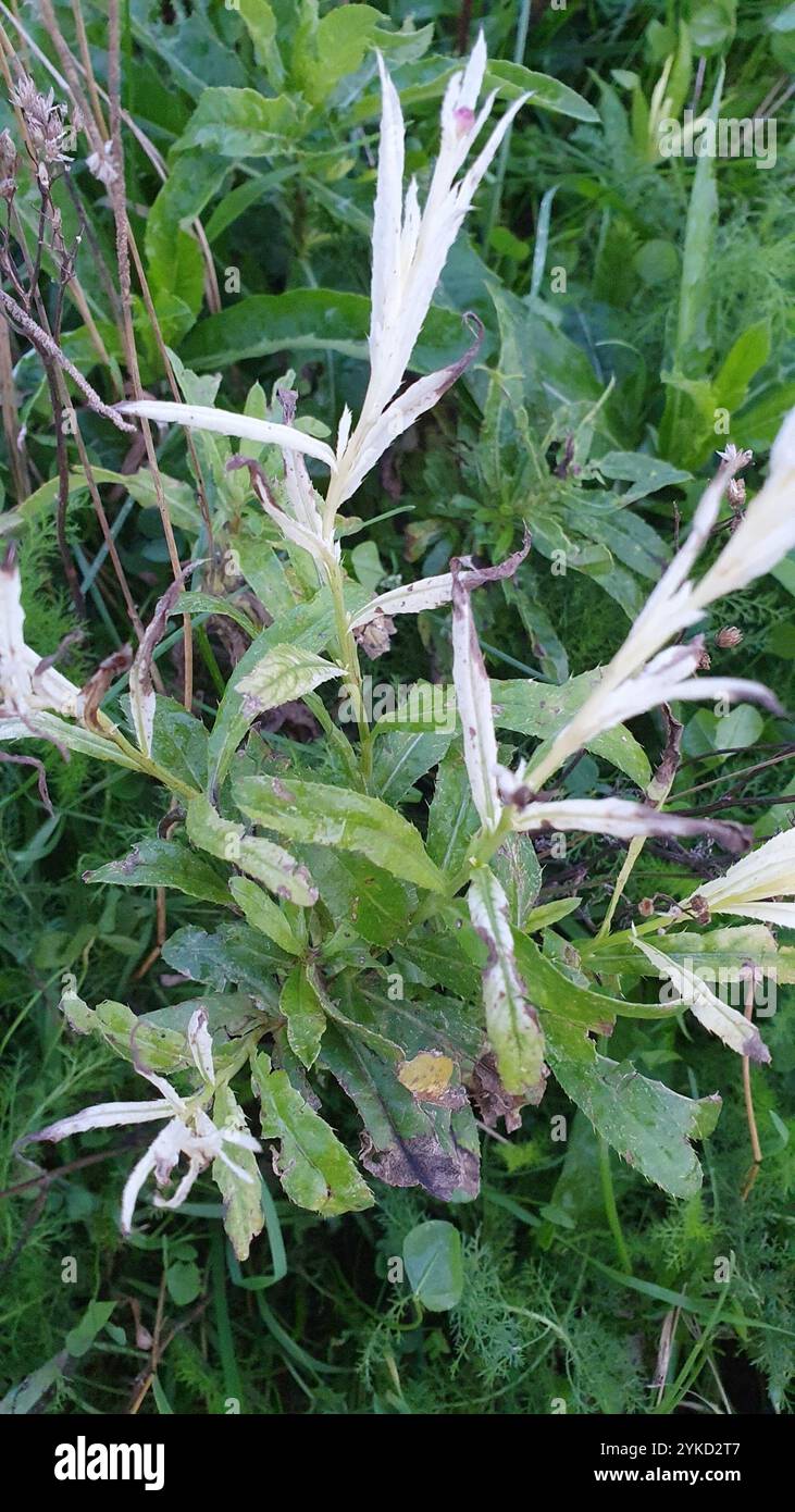 Bacterial Speck (Pseudomonas syringae Stock Photo - Alamy