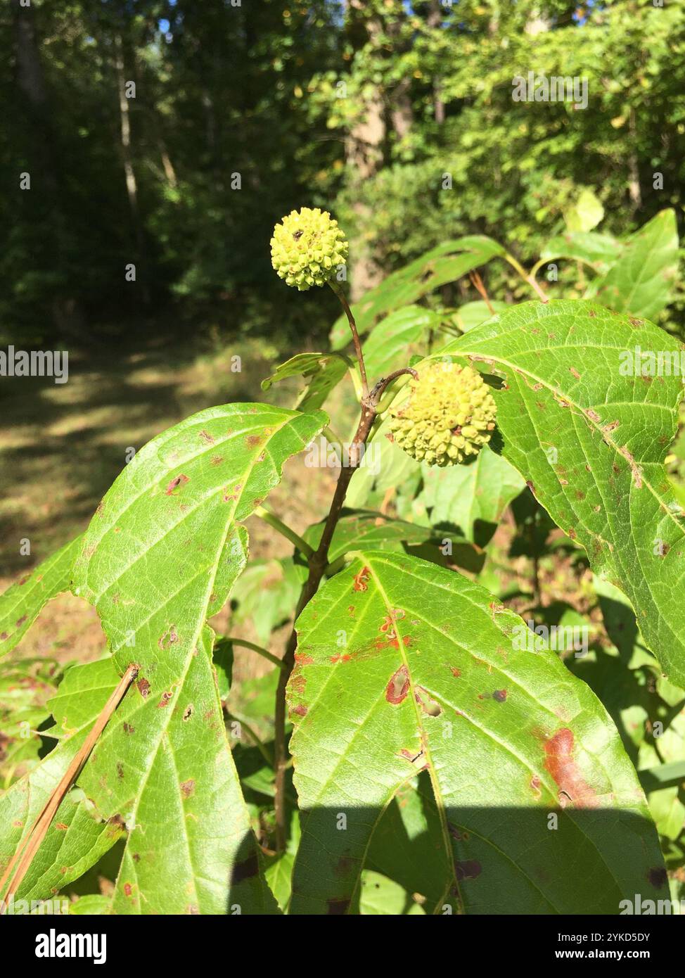 buttonbush (Cephalanthus occidentalis Stock Photo - Alamy