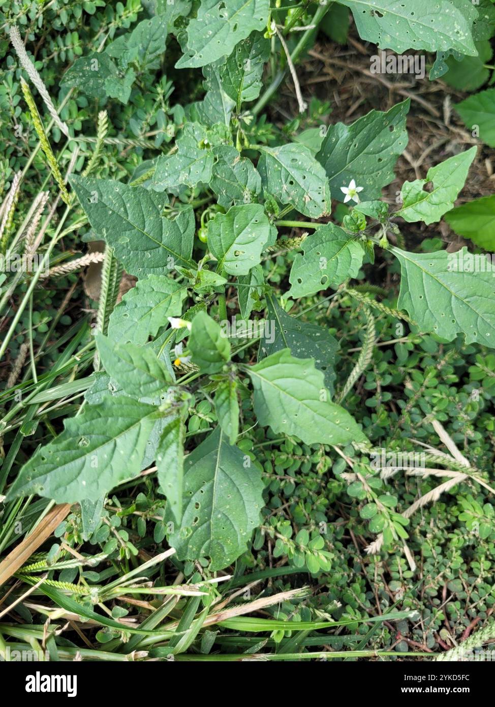 eastern black nightshade (Solanum emulans Stock Photo - Alamy