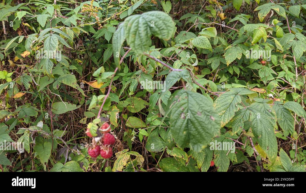 American red raspberry rubus idaeus hi-res stock photography and images ...