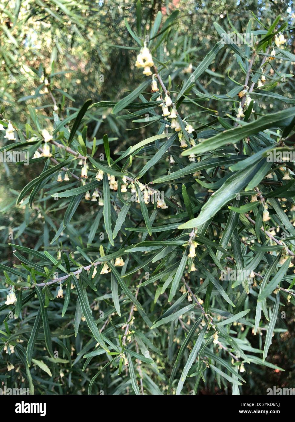 tree violet (Melicytus dentatus Stock Photo - Alamy