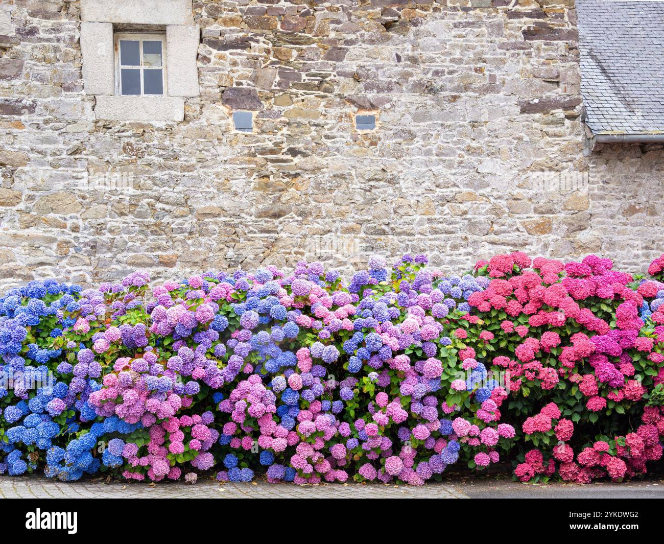 Array of flowers in shades of pink hi-res stock photography and images ...