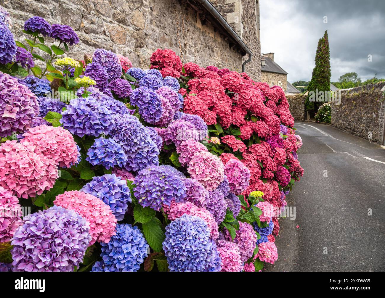 Vibrant array of flowers in shades of pink hi-res stock photography and ...