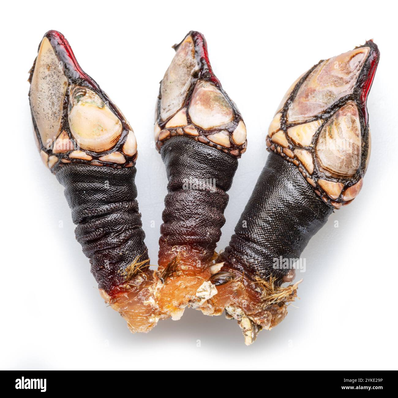 Fresh barnacles at background hi-res stock photography and images - Alamy