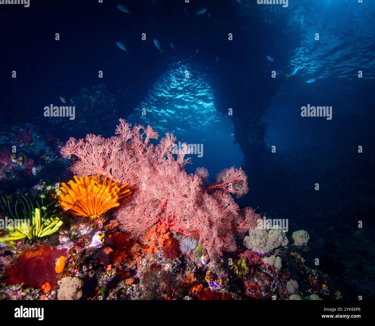 Boo Windows Coral Reef Raja Ampat Stock Photo Alamy