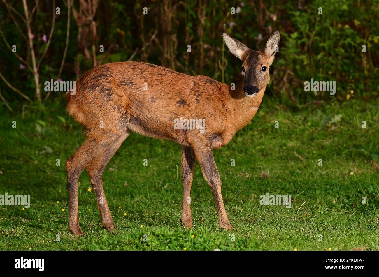 Female roe deer close up hi-res stock photography and images - Alamy