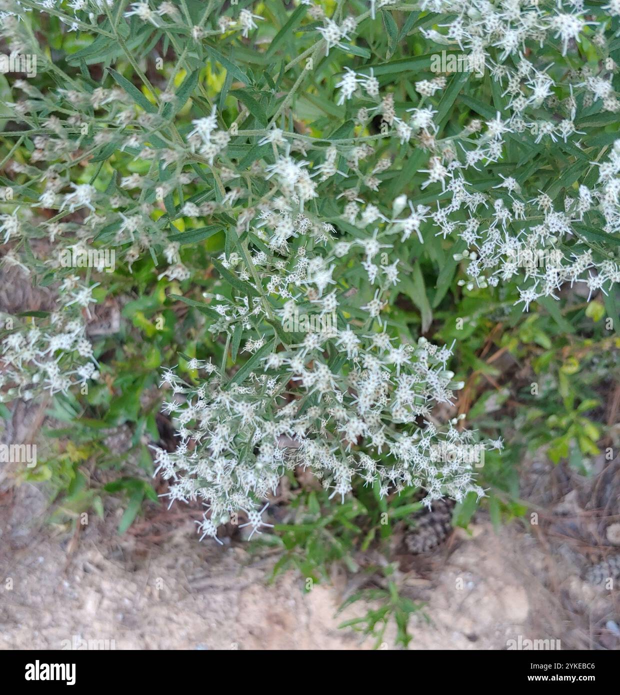 Torrey s Eupatorium Eupatorium Torreyanum Stock Photo Alamy torrey-s-eupatorium-eupatorium-torreyanum-stock-photo-alamy