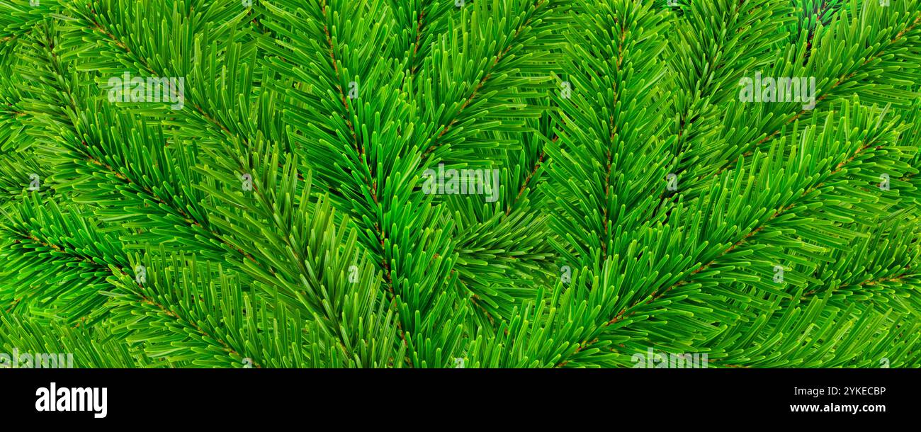 Green background with branches hi-res stock photography and images - Alamy
