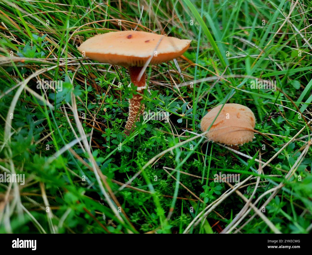 Cystoderma amianthinum hi-res stock photography and images - Alamy