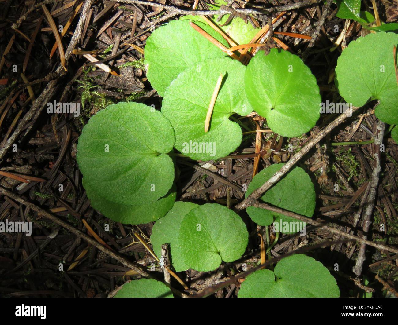 Roundleaf Violet Viola orbiculata hi-res stock photography and images - Alamy