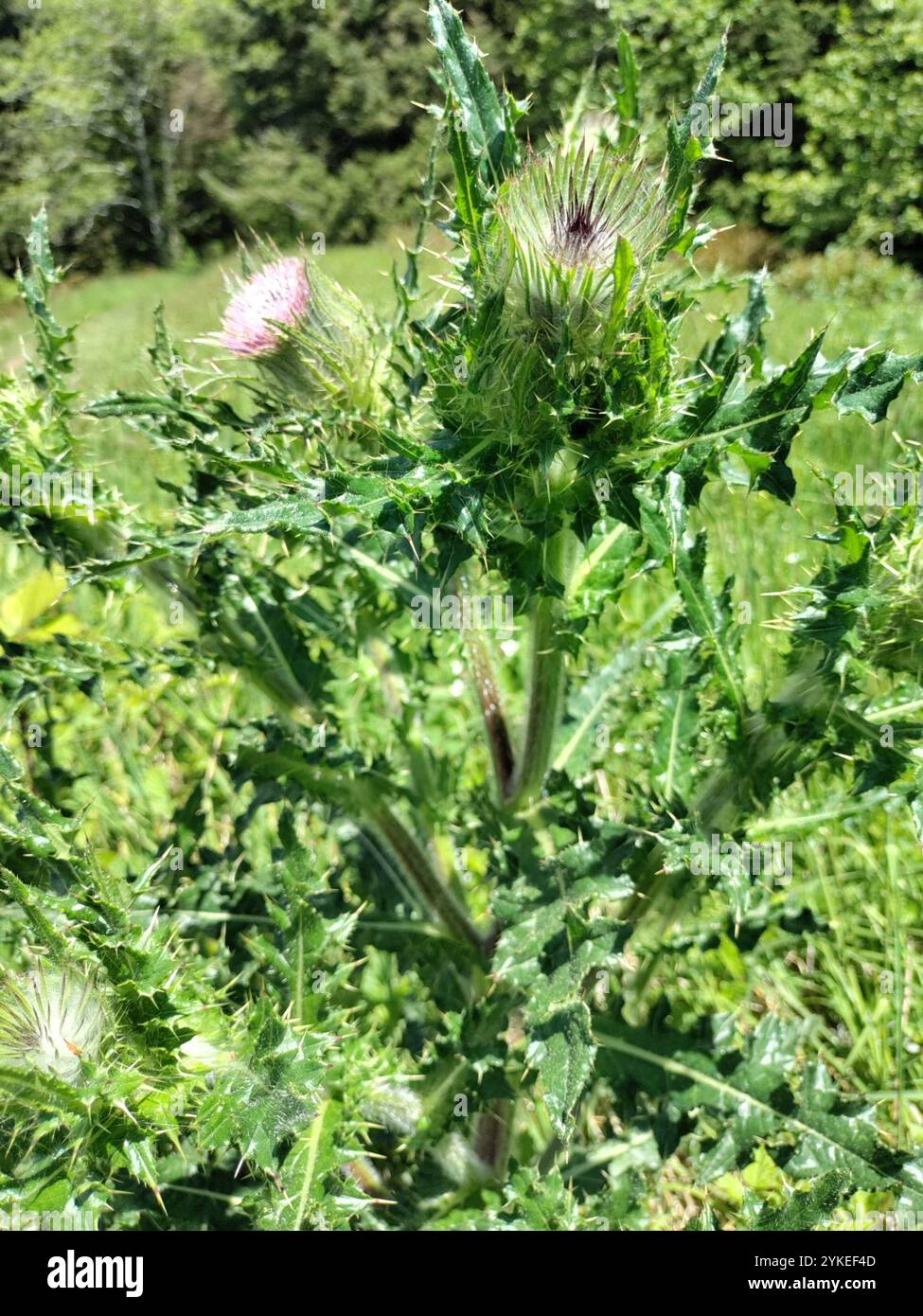 Edible Thistle Cirsium Edule Stock Photo Alamy edible-thistle-cirsium-edule-stock-photo-alamy