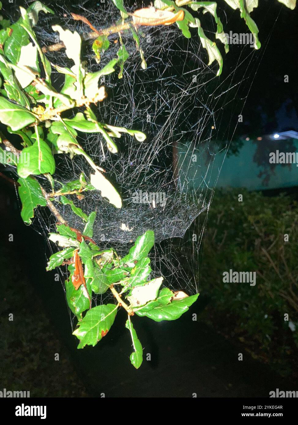 Tropical tent web spider hi-res stock photography and images - Alamy