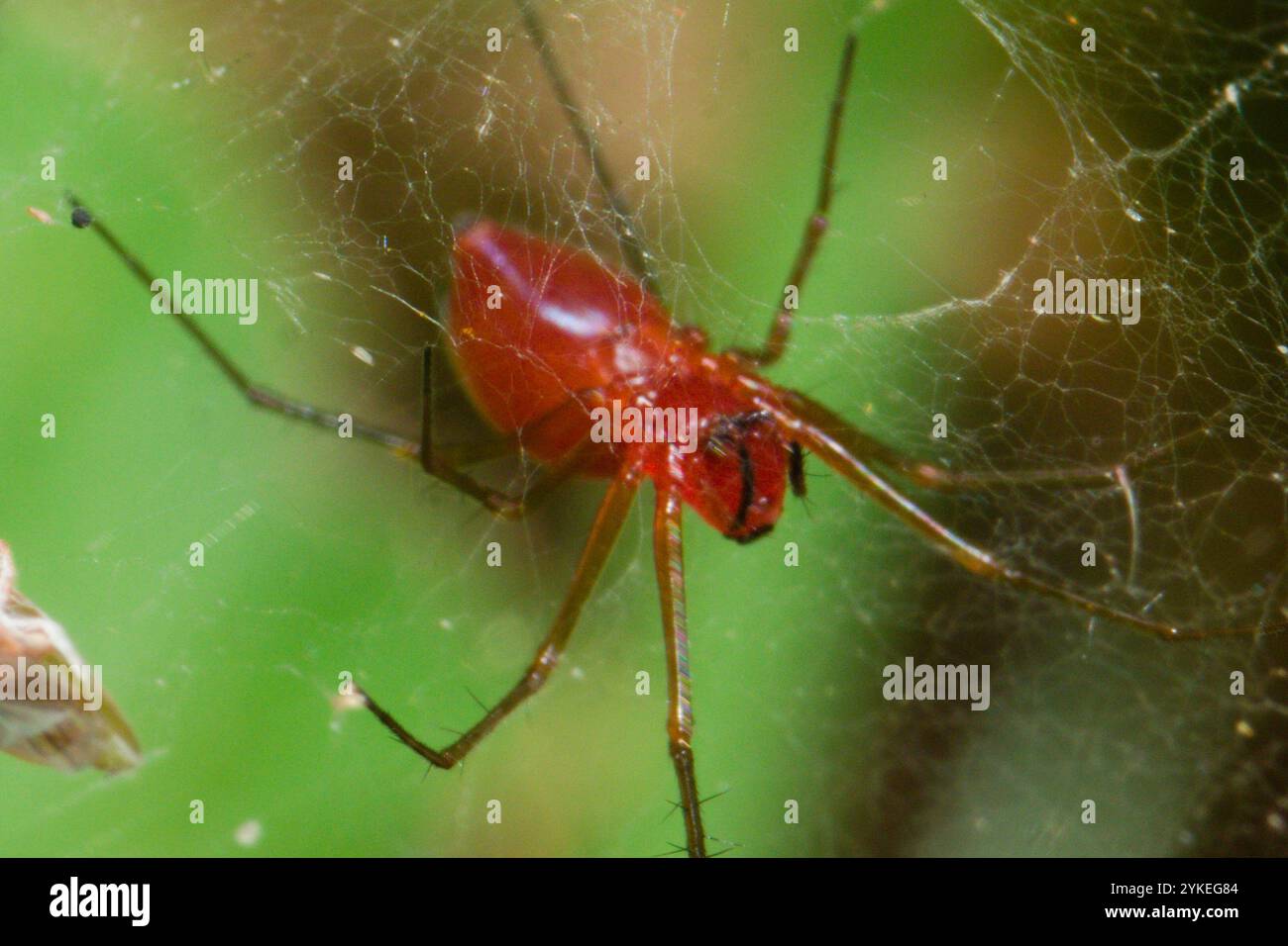 Black-tailed Red Sheetweaver (Florinda coccinea Stock Photo - Alamy