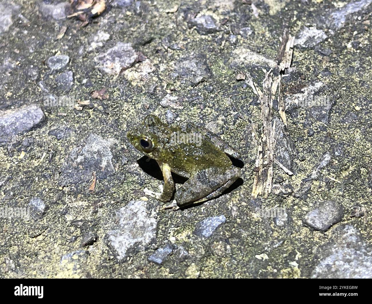 Frogs and Toads (Anura Stock Photo - Alamy