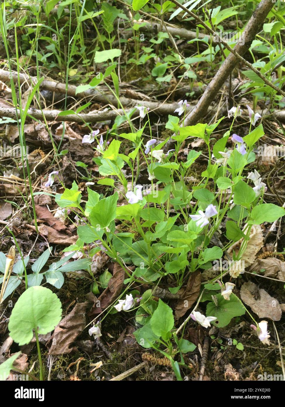 Labrador Violet Invasive Viola labradorica hi-res stock photography and images - Alamy