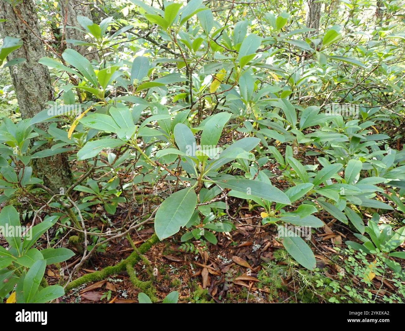 Pacific rhododendron (Rhododendron macrophyllum Stock Photo - Alamy