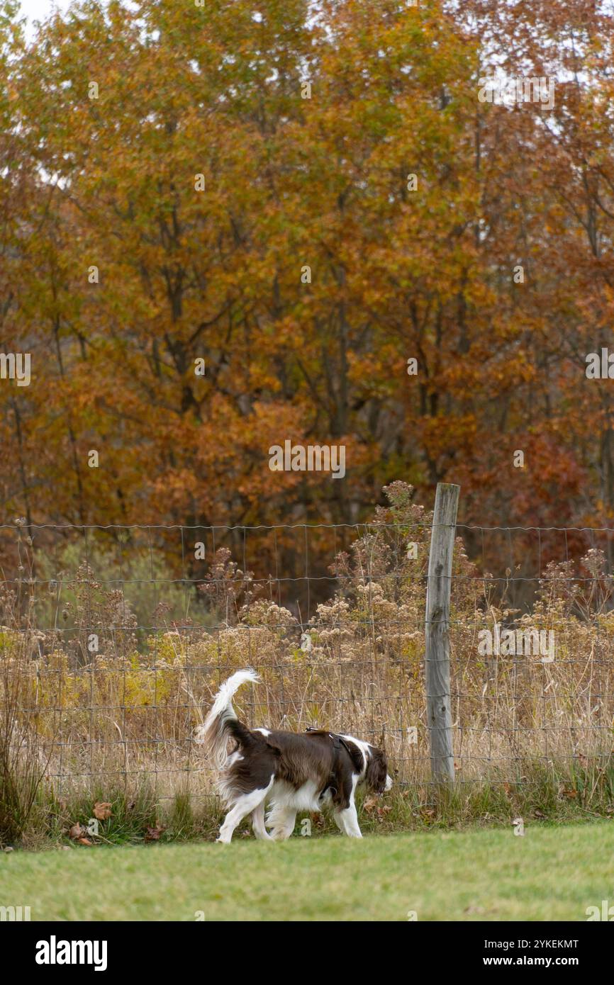 English Springer Spaniel Walking during Fall time on a trail Stock Photo