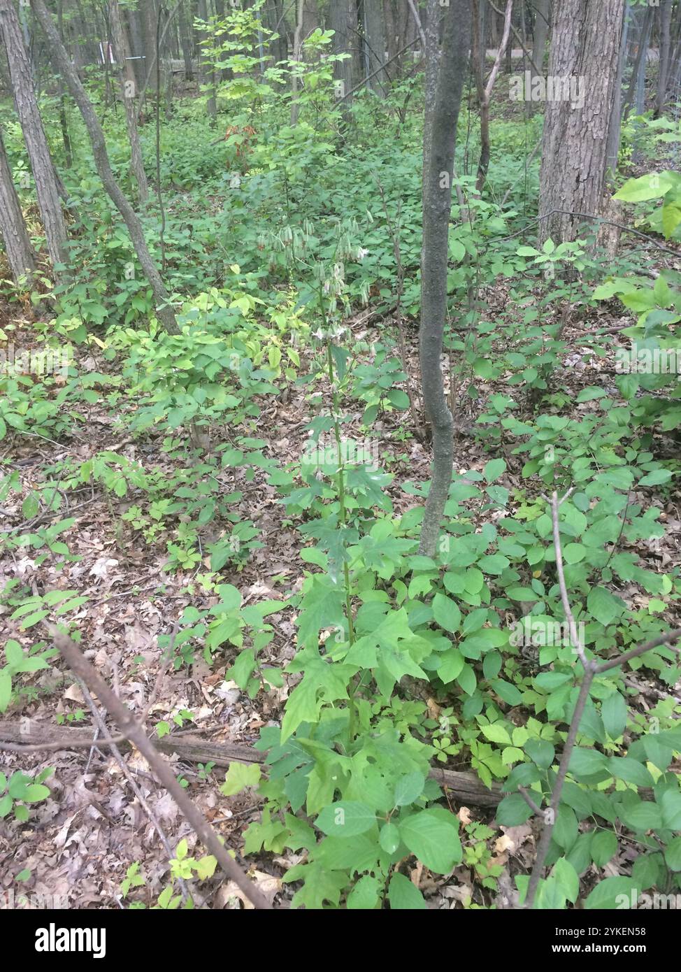 white rattlesnake root (Nabalus albus Stock Photo - Alamy