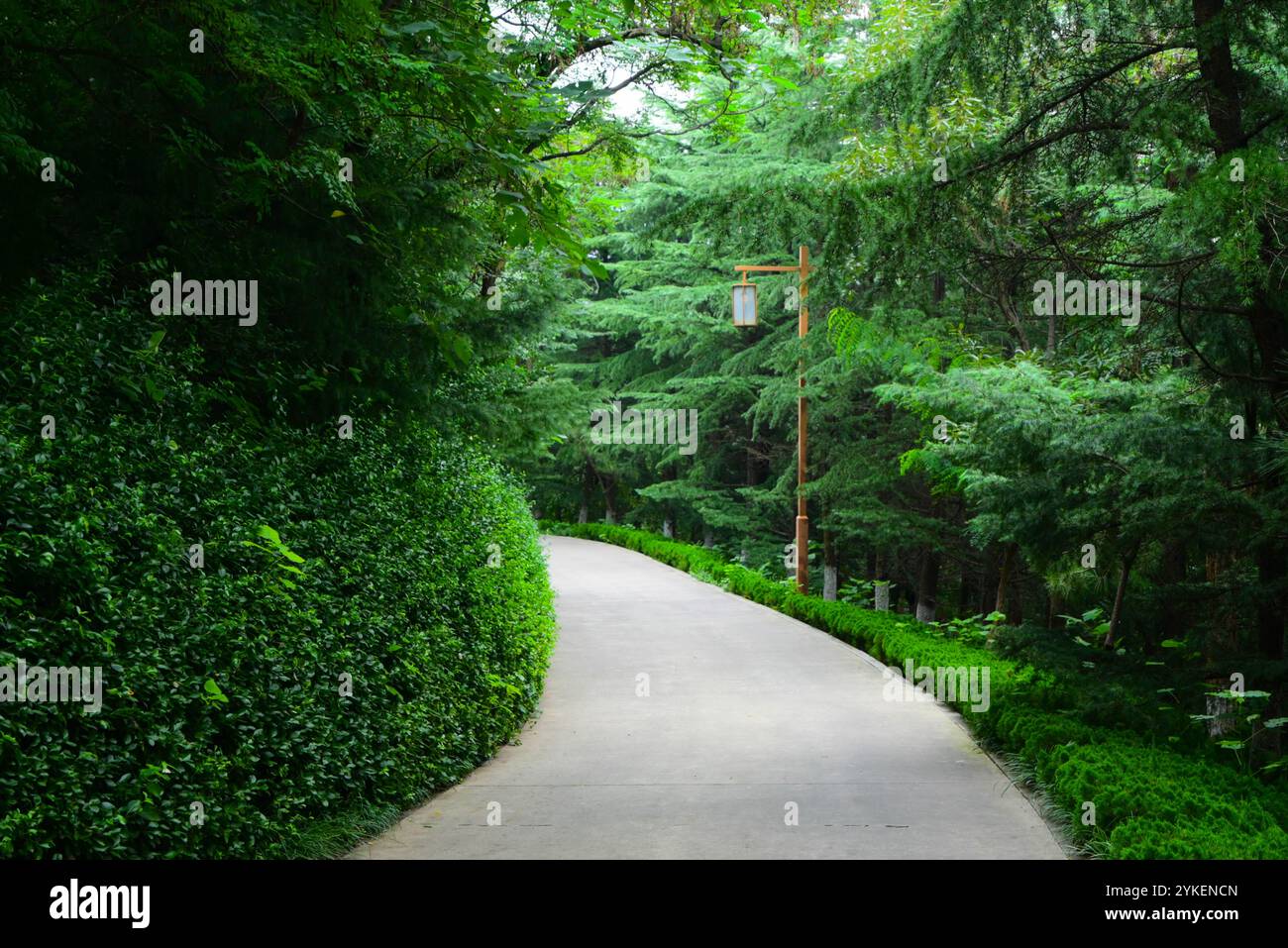 Green alley in the park and street lamp Stock Photo - Alamy