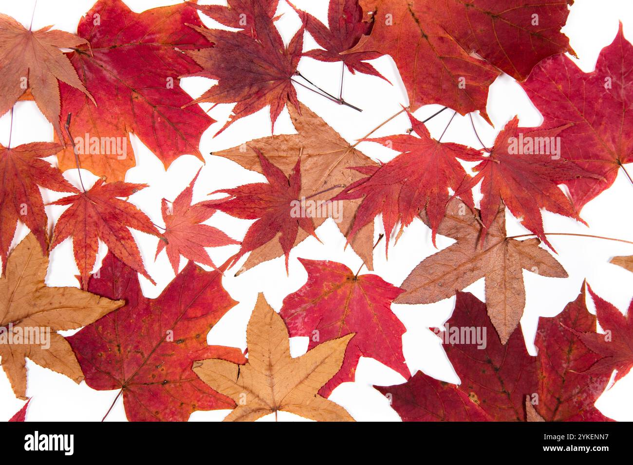 Pile dried maple leaves hi-res stock photography and images - Alamy