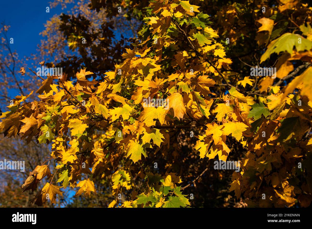 Crisp autumn oak leaves hi-res stock photography and images - Alamy