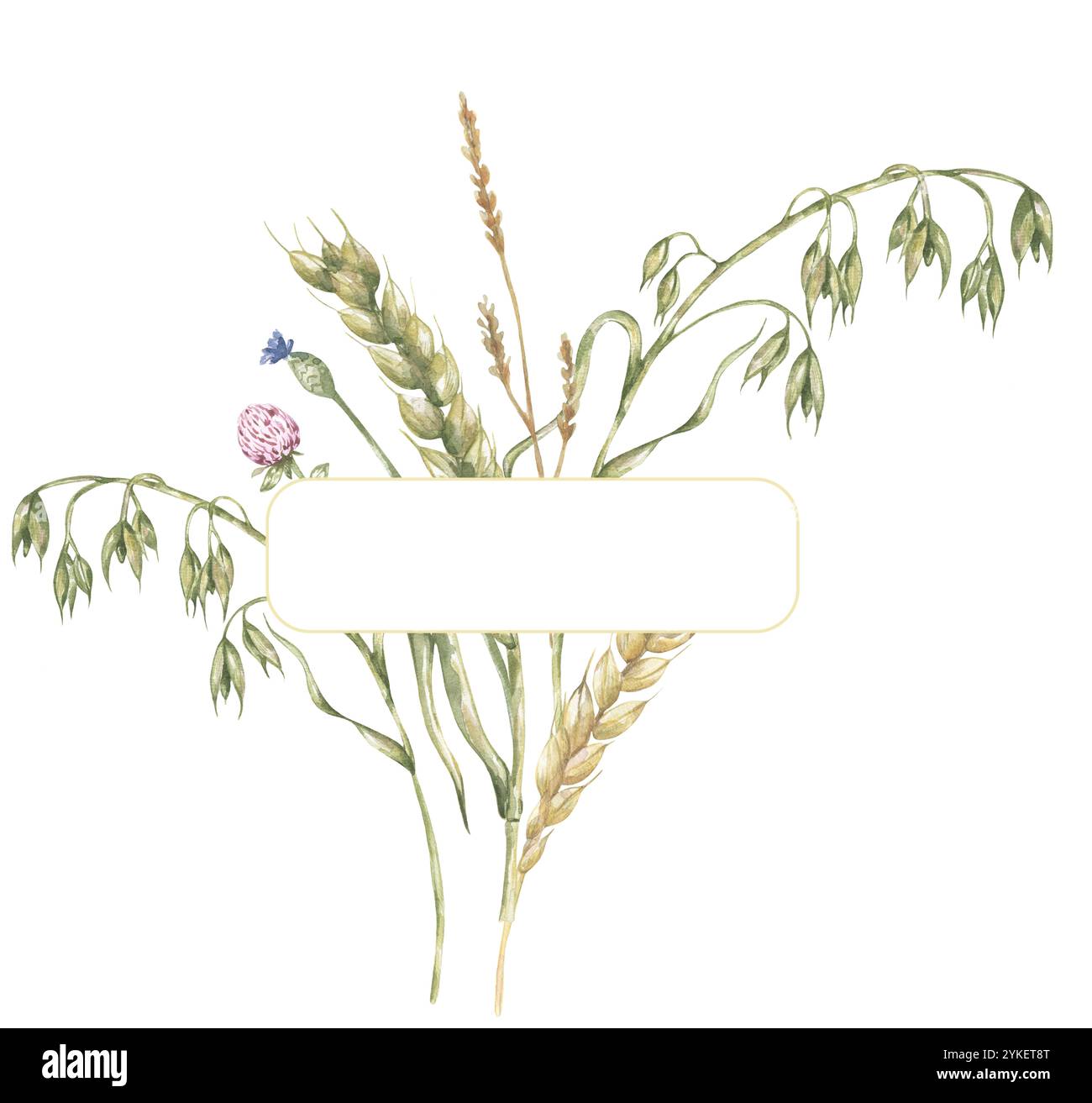 Watercolor wheat, oat branch and clover flower bouquet frame illustration, hand drawn field wildflowers and plants arrangement Stock Photo