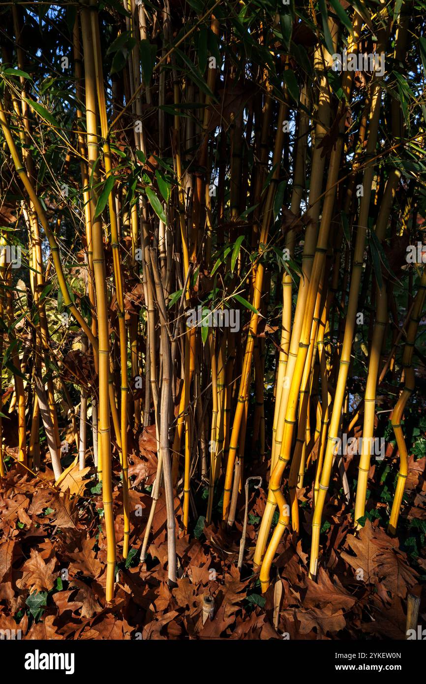 Bambus garten hi-res stock photography and images - Alamy