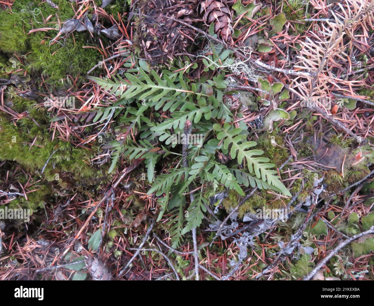 polypody ferns (Polypodium Stock Photo - Alamy